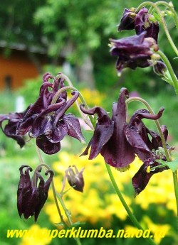 АКВИЛЕГИЯ ОБЫКНОВЕННАЯ №8 (Aquilegia vulgaris) черно-фиолетовые околоцветник и венчик , цветет июнь-июль, высота 60-80 см. НЕТ В ПРОДАЖЕ
