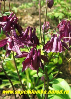 АКВИЛЕГИЯ ОБЫКНОВЕННАЯ №6 (Aquilegia vulgaris) темно-сливовые околоцветник и венчик , цветет июнь-июль, высота 60-80 см. НЕТ В ПРОДАЖЕ