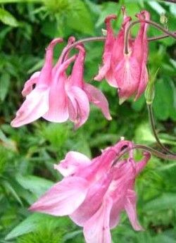 АКВИЛЕГИЯ ОБЫКНОВЕННАЯ №7 (Aquilegia vulgaris)  розовые околоцветник и венчик , цветет июнь-июль, высота 60-80 см. ЦЕНА 150 руб
