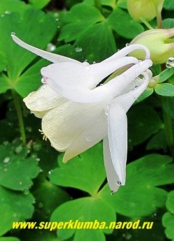 АКВИЛЕГИЯ ВЕЕРОВИДНАЯ "Камео вайт" (Aquilegia flabellata "Cameo White") цветок крупным планом. НОВИНКА !ЦЕНА 400 руб