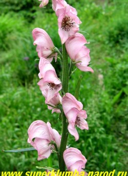 АКОНИТ КАРМИХЕЛЯ "Пинк сенсейшен" (Aconitum carmichaеlii "Pink Sensation") очень эффектный, розовые с темно розовыми пятнышками по краям цветы, высота 120 см, цв. июль-август. ЦЕНА 300 руб (делёнка)