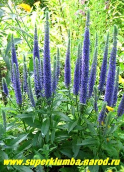 ВЕРОНИКА КОЛОСКОВАЯ "Ulster Blue Dwarf" (Veronica spicata "Ulster Blue Dwarf") низкорослый, очень компактный сорт высотой всего 20-25 см с цветоносами . Красивый насыщенно-синий цвет соцветий, зеленая листва, цветет с середины июня 35-40 дней, Предпочитает полное солнце и легкие почвы. НЕТ В ПРОДАЖЕ