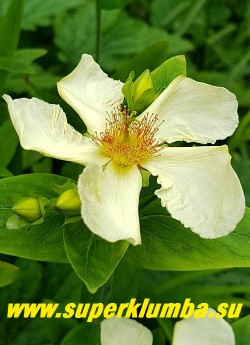ЗВЕРОБОЙ БОЛЬШОЙ  "БЕЛОЦВЕТКОВЫЙ" (Hypericum asciron var. albiflorus) цветок крупным планом. НЕТ В ПРОДАЖЕ