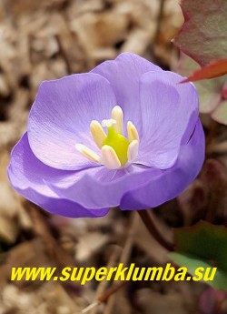 ДЖЕФФЕРСОНИЯ СОМНИТЕЛЬНАЯ (Jeffersonia dubia)  Цветки сиренево-голубые до 2 см в диаметре, на длинных цветоножках, слегка возвышаются над листьями и контрастно выделяются на их фоне. Цветет с конца апреля около 30 дней.  НОВИНКА! ЦЕНА 800 руб