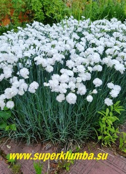 ГВОЗДИКА ПЕРИСТАЯ "Дабл Уайт"  (Dianthus plumarius Double White) Ароматные густомахровые белоснежные цветы  с бахромчатыми «морозными» краями . Листва сизая. Кусты образуют плотные куртины высотой 25–30 см. Аромат нежный, ненавязчивый.  НОВИНКА!  ЦЕНА 350 руб (кустик)
