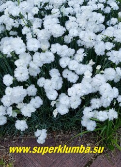 ГВОЗДИКА ПЕРИСТАЯ "Дабл Уайт"  (Dianthus plumarius Double White)  Кусты образуют плотные куртины высотой 25–30 см. Растения неприхотливы, устойчивы к засухе и морозам. Это отличный сорт для альпинариев, бордюров и каменистых садов. НОВИНКА! ЦЕНА 300 руб (кустик)