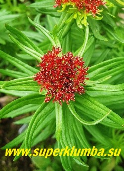 РОДИОЛА ЛИНЕЙНОЛИСТНАЯ (Rhodiola linearifolia)  Соцветие крупным планом.  НОВИНКА! РЕДКОЕ! ЦЕНА 500 руб