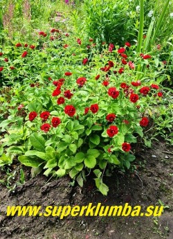 ЛАПЧАТКА ГИБРИДНАЯ «Вулкан» (Potentilla hybride ‘Volcan’)  Куст в саду. ЦЕНА 300 руб (1 делёнка)