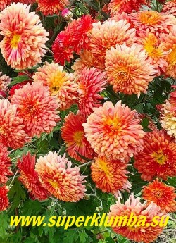 Хризантема "ЛИСТОПАД". Хризантема хамелеон с махровыми цветами, меняющими цвет от розово-красного до телесно-желтого , диаметр 6-7 см, цветет с августа- октябрь, высота 40-50 см, 
 ЦЕНА 300 руб