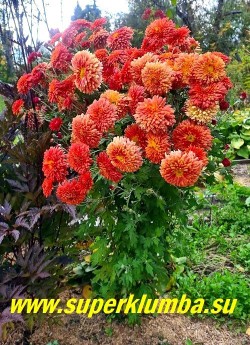 Хризантема "ЛИСТОПАД". На фото  цветущий  куст.  ЦЕНА 300 руб