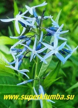 АМСОНИЯ ТАБЕРМОНТАНА (Amsonia tabernaemontana)   Плотные соцветия нежно-голубых звездчатых цветков появляются в начале лета. Зимует без укрытия.  Очень устойчивое и долгоживущее растение.
НОВИНКА! ЦЕНА 400 руб