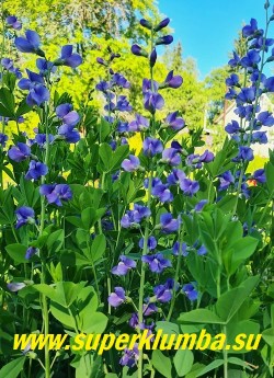 БАПТИЗИЯ АВСТРАЛИЙСКАЯ (Baptisia australis) Цветет в июне около 20 дней. Цветки диаметром 2—3,5 см, сине-фиолетовые, собраны в кисти 20—30 см длиной. НОВИНКА! ЦЕНА 400 руб