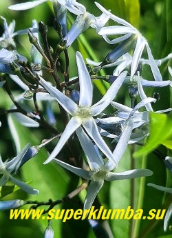 АМСОНИЯ ТАБЕРМОНТАНА (Amsonia tabernaemontana) Цветы звезды крупным планом. НОВИНКА! ЦЕНА 400 руб