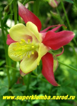 АКВИЛЕГИЯ ГИБРИДНАЯ №3 (Aquilegia х hybrida) крупные цветы с красным околоцветником и лимонным венчиком , цветет июнь-июль, высота 60-80 см. НЕТ В ПРОДАЖЕ