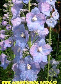 ДЕЛЬФИНИУМ "Голубой с розовыми мазками".  Диаметр цветка 3,5-4 см, цветет в июне-июле, часто повторно в сентябре, высота до 2 м. ЦЕНА 300  руб (делёнка)