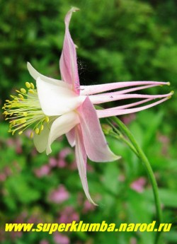 АКВИЛЕГИЯ ГИБРИДНАЯ №2 (Aquilegia х hybrida) крупные цветы с розовым околоцветником и белым венчиком , цветет июнь-июль, высота 60-80 см. ЦЕНА 150-200 руб