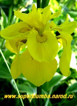 ИРИС АИРОВИДНЫЙ МАХРОВЫЙ (Iris pseudacorus f. pleno) Махровая форма болотного ириса, цветок как бы двухярусный , ярко-желтые с коричневым узором у оснований лепестков. Высота 70-80см, цветет июнь. ЦЕНА 300 руб (делёнка)