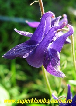 АКВИЛЕГИЯ ОБЫКНОВЕННАЯ №9 (Aquilegia vulgaris)  сине-фиолетовые околоцветник и венчик , цветет июнь-июль, высота 60-80 см. НЕТ В ПРОДАЖЕ