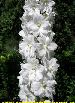 ДЕЛЬФИНИУМ "белый махровый", диаметр цветка 4 см, цветет в июне-июле, часто повторно в сентябре, высота до 1,4 м. НЕТ В ПРОДАЖЕ