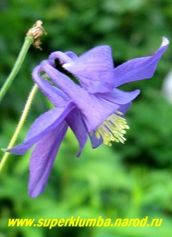 АКВИЛЕГИЯ ОБЫКНОВЕННАЯ №10 (Aquilegia vulgaris) синие околоцветник и венчик, цветет июнь-июль, высота 60-80 см, НЕТ В ПРОДАЖЕ