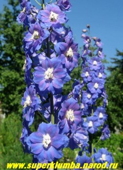 ДЕЛЬФИНИУМ "СИНИЙ ХАМЕЛЕОН" -меняет цвет с ярко-синего на сиренево-голубой) полумахровый, диаметр цветка 5 см, цветет в июне-июле, часто повторно в сентябре, высота до 1,5 м, ЦЕНА 350 руб  (делёнка) НЕТ НА ВЕСНУ