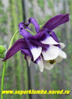 АКВИЛЕГИЯ ОБЫКНОВЕННАЯ №4 (Aquilegia vulgaris)  темно-фиолетовый околоцветник и белый венчик, цветет июнь-июль, высота 60-80 см. НЕТ В ПРОДАЖЕ