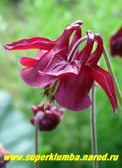 АКВИЛЕГИЯ ОБЫКНОВЕННАЯ №5 (Aquilegia vulgaris)  винно-красный околоцветник и венчик , цветет июнь-июль, высота 60-80 см, НЕТ В ПРОДАЖЕ