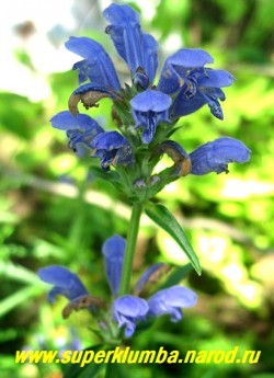 ЗМЕЕГОЛОВНИК АРГУНСКИЙ (Dracocephalum argunense) Соцветие крупным планом .Крупные лазурно- синие цветки собраны в соцветие кисть, массовое цветение приходится на середину лета. Неприхотлив, засухоустойчив и солнцелюбив. Идеально для горок и каменистых садов. РЕДКОЕ! НЕТ В ПРОДАЖЕ