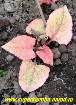 ГОРЕЦ ЯПОНСКИЙ "Вариегата" (Polygonum cuspidatum ''Variegata'') Яркая кораллово-розовая окраска молодой весенней листвы. НЕТ В ПРОДАЖЕ