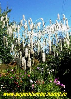 КРОВОХЛЕБКА ТОНКОЛИСТНАЯ "Альба" (Sanguisorba tenuifolia "Alba") Соцветие очень легкое и воздушное, словно парящее над всем садом. Все кровохлебки хорошо стоят в срезке.  ЦЕНА 500 руб (делёнка)