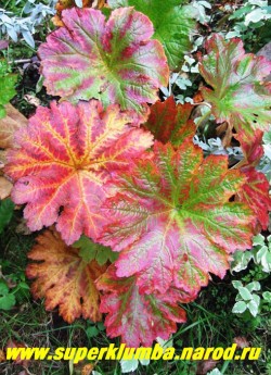 А осенью листва ДАРМЕРЫ живописно окрашивается в различные оттенки красно-оранжевого цвета. ЦЕНА 300-400 руб (делёнка)
