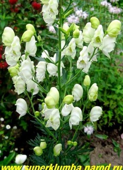 АКОНИТ КАММАРУМ "Грандифлорум Альбум" (Aconitum x cammarum ''Grandiflorum Album'') эффектный аконит с длинными кистями чисто-белых цветков, высота до 150 см, цветет июль-август  ЦЕНА 400 руб (1 шт)