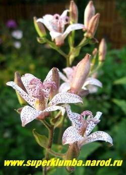 ТРИЦИРТИС КОРОТКОВОЛОСИСТЫЙ (Тricyrtis hirta) НОВИНКА! эффектное и редкое растение. светлорозовые с пурпурными крапинками цветы похожи на цветы орхидеи. Высота 40-80см, предпочитает полутень и богатые почвы, в суровые бесснежные зимы желательно профилактическое укрытие. ЦЕНА 300 руб