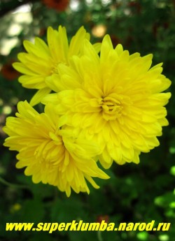 Хризантема "СВЕМБА КАРС". Низкая хризантема с желтыми махровыми цветами , диаметром 5-6 см, высота 30- 35 см, цветет с начала августа-сентябрь.  НЕТ В ПРОДАЖЕ