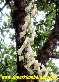 АКОНИТ ВЫСОКИЙ БЕЛЫЙ (Aconitum exelsum Album) высокий аконит с белыми собранными в крупные кистевидные соцветия до 50 см длиной и сильноразрезной крупной листвой. Цветет в июне-июле. Высота до 200см. НЕТ В ПРОДАЖЕ