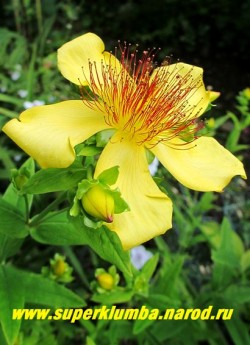 ЗВЕРОБОЙ БОЛЬШОЙ (Hypericum ascyron) травянистый зверобой с крупными 6-8 см в диаметре золотисто- желтыми цветами с длинными красными тычинками в центре цветка. Высота до 120 см, цветет с июля по сентябрь. НЕТ В ПРОДАЖЕ