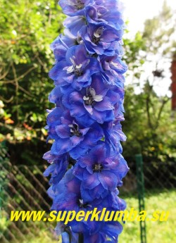 ДЕЛЬФИНИУМ "СИНЕ-СИРЕНЕВЫЙ" синий с  сиренево-голубыми оттенками, диаметр цветка 5 см, цветет в июне-июле, часто повторно в сентябре, высота до 1,5 м, ЦЕНА 400 руб  (делёнка) НОВИНКА! 
 НЕТ НА ВЕСНУ