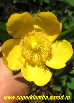 цветок ЗВЕРОБОЯ РАСКИДИСТОГО (Hypericum patulum) крупным планом. Ярко-желтые крупные цветы диаметром 6-7 см с многочисленными длинными, далеко выдающимися из цветка тычинками .   ЦЕНА 400-500 руб ( 3-4 летки)