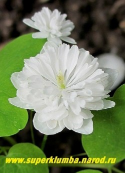 АНЕМОНЕЛЛА ВАСИЛИСТНИКОВАЯ "Вайт Дабл" (Anemonella thalictoides "White double") Очень элегантные густо махровые кипельно белые цветки. Высота 12-15см. Цветет длительно с мая по июль.  НЕТ  В ПРОДАЖЕ