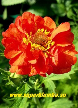 ГРАВИЛАТ ЧИЛИЙСКИЙ "Ред драгон" (Geum chiloense "Red Dragon") гравилат с крупными махровыми оранжево-красными цветами до 4 см в диаметре, собранными в рыхлые соцветия. Цветет обильно и продолжительно с июня по сентябрь. Высота 20-30 см. НЕТ В ПРОДАЖЕ