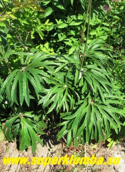 КАКАЛИЯ БОРЦОВОЛИСТНАЯ (Syneilesis/Cacalia  aconitifolia)  многолетник, с красивыми  резными листьями на покрытых серовато-зеленым налетом черешках  до 60см высотой, которые складываются и завертываются вокруг стебелька подобно листу подофила. Неагрессивный, медленно нарастающий. 
Предпочитает рыхлые, питательные, слегка влажные, но хорошо дренированные почвы.  Хорошо растет, как в полутени, так и на солнце. Зимостойкое, декоративное в течение всего сезона растение.   НЕТ В ПРОДАЖЕ