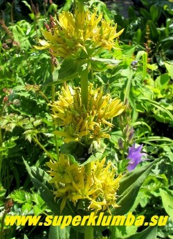 ГОРЕЧАВКА ЖЕЛТАЯ. (Gentiana lutea)  Цветонос крупным планом. Желтые цветки собраны по нескольку в пазухах верхних листьев. На одном растении образуется более 100 цветков. НОВИНКА! НЕТ В ПРОДАЖЕ.