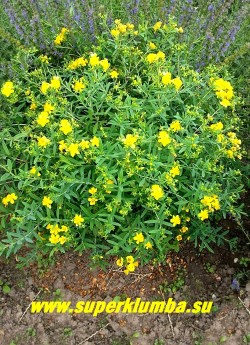 ЗВЕРОБОЙ КАЛЬМАНА/ГУСТОЦВЕТКОВЫЙ "Гемо" 
 (Hypericum kalmianum/densiflorum  Gemo) 
Невысокий пышный кустарничек. Высота 50-80 см. 
Листья вечнозеленые, ланцетные. Цветет  очень обильно с июля по сентябрь. Цветки крупные,
золотисто-желтые, многочисленные в густых соцветиях.  НЕТ В ПРОДАЖЕ.