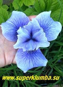 Ирис сибирский СУПЕР ЭГО (Iris sibirica Super Ego) Крупный цветок 12см. Бледно-голубые стандарты и более темные, светлеющие к краям, фолы,узнаваемый очень красивый переливающийся голубой цвет, высота 80-90 см, хороший сильный сорт. НОВИНКА! ЦЕНА 300 руб (делёнка)
