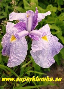 Ирис японский КИЙОЗУРУ (Iris ensata Kiyosuru)  Очень крупный элегантный цветок с лавандовыми лепестками, испещренными фиолетово-розовыми прожилками. Листва мечевидная зеленая, у основания светлофиолетовая.  Цветет в июне-июле.  Высота 70-90см.  НЕТ В ПРОДАЖЕ