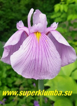 Ирис японский ДАРЛИНГ(Iris ensata 'Darling')  нежные лилово-розовые цветы, нижние лепестки с более темным пятном в центре и лиловыми прожилками, ярко-желтый небольшой сигнал.
Высота цветоноса 70см, Срок цветения средний. НОВИНКА! ЦЕНА 300 руб
