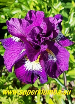 Ирис сибирский ШЕБАНГ (Iris sibirica 'Shebang') SIB, Bauer/Coble/99/76 см, цветение в середине сезона. Густо махровый  фиолетово-розовый с небольшим золотистым сигналом, с аккуратным белый ареолом вокруг. Крупные цветки с не выгорающими 12 лепестками, форма «цветок в цветке». Очень эффектный. Длительное цветение. НОВИНКА! ЦЕНА 600 руб