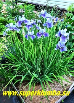 Ирис сибирский СУПЕР ЭГО  (Iris sibirica Super Ego)
Крупный  цветок 12см.  Бледно-голубые стандарты и более темные, светлеющие к краям, фолы,узнаваемый  очень красивый переливающийся голубой цвет, высота 80-90 см, хороший сильный сорт. НОВИНКА!  ЦЕНА 300 руб (делёнка)