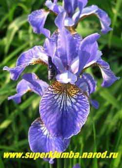 Ирис СИБИРСКИЙ (Iris sibirica)  изящные синеголубые с узором из жилок цветы, жесткая прямостоячая листва. Неприхотлив. Цветет июнь-июль, высота до  100 см, ЦЕНА 200 руб  (делёнка)