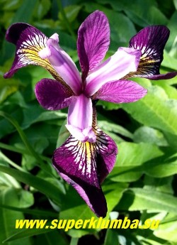 ИРИС БОЛОТНЫЙ  ХОЛДЕНС ЧАЙЛД  (Iris  psendacorus Holden’s Child)  Уникально окрашен. Изящные красно-пурпурные цветы с ярким  бело-золотым рисунком в основании лепестков. Цветение длится более 3-х недель в июне-июле.   Неприхотлив, хорошо  разрастается.  Высота  70-90 см. Награды: RPM -01. НОВИНКА!  ЦЕНА   250 руб (1дел)